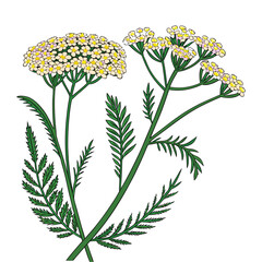 Yarrow Flowers with Fern-like Leaves on White Background achillea millefolium yellow © Hafiz