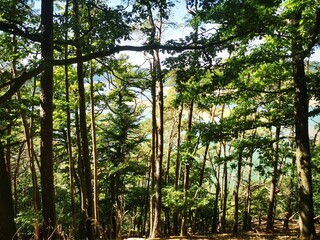 Blick durch dichten Mischwald im Nationalpark Kellerwald-Edersee, Sonnenlicht fällt zwischen die hohen Bäume auf das bewaldete Steilufer. Ruhe, Natur und Schutzgebiet.