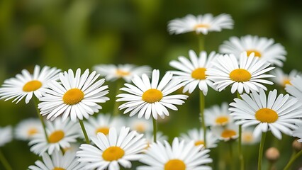Fototapeta premium Softly focused white daisies bathed in natural daylight, creating a serene floral scene.