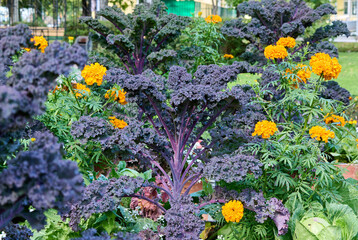 Beautiful garden with bright, varied flowers and greenery