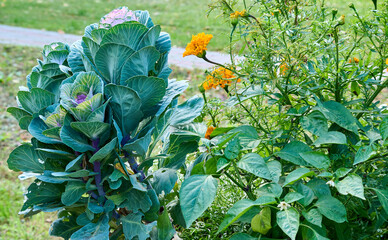 A bright composition of flowers and young cabbage