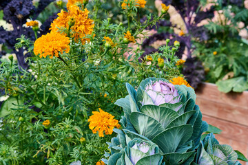 A bright composition of flowers and young cabbage