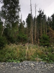 Ein Wald mit vielen abgestorbenen, kahlen Baumstämmen, durchsetzt von grünem Unterholz. Die Szene wirkt von Sturmschäden oder Dürre gezeichnet - Möhnesee, Arnsberger Wald 