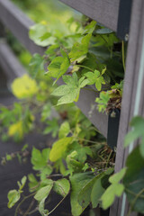 Green leaves are growing in the various gaps between the paths.