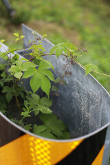 Green leaves are growing in the various gaps between the paths.