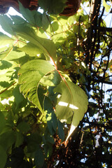 The sunlight is pouring down strongly on the light green leaves.