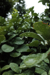 Raindrops are on the green leaves.