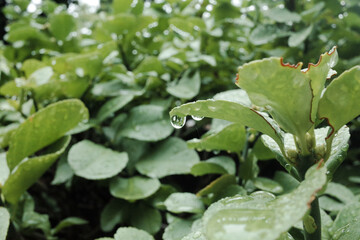 Raindrops are on the green leaves.