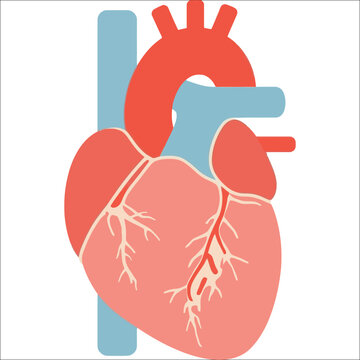 red and pink anatomical heart diagram clip art preview