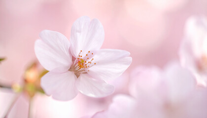 Cherry blossom beauty, a delicate floral portrait, Close up of a soft pink Sakura flower showcasing spring's beauty in a gentle focus