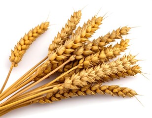 Wheat Sheaf on White Background