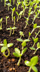 Crop sprouts close-up. Sprouts break through the ground