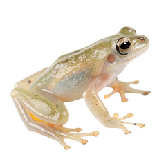 Fototapeta premium Green Tree Frog on Transparent Background
