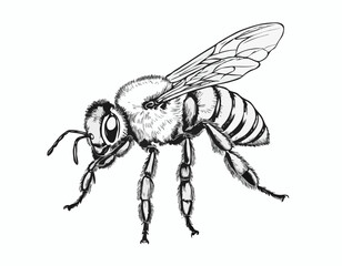 Obraz premium bee sitting hand drawn sketch insects vector illustration