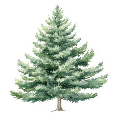 Fototapeta premium PNG Green Cedar tree illustration watercolor pine.