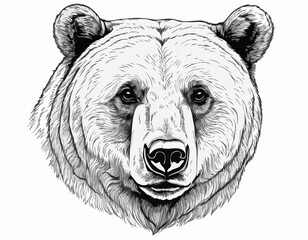Beautiful realistic bear portrait hand drawn engraving sketch Vector illustration.