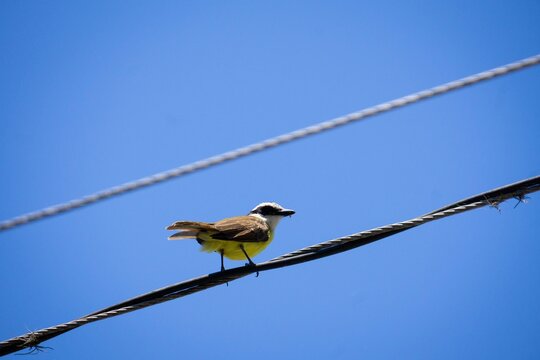 Bird on electric wire against blue sky