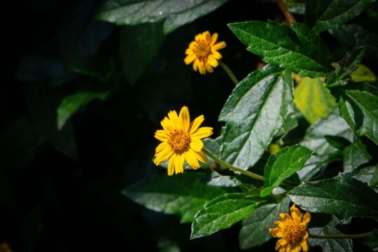 Yellow Flowers on Green Foliage