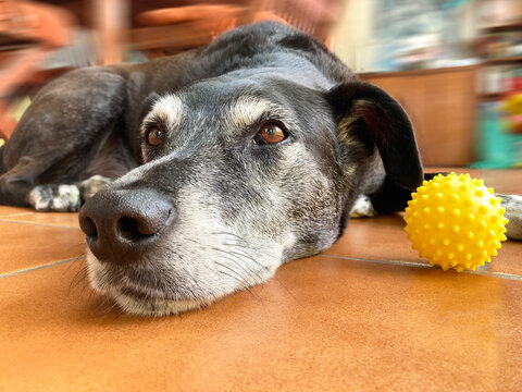 perro tumbado en el suelo jugando con una pelota amarilla mirada espera IMG_2191-as25