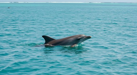 Dolphin swimming in turquoise water