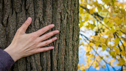 Hand touches rough tree bark surrounded by autumn foliage
