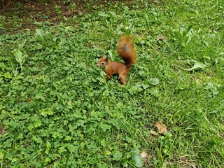 A squirrel with a bushy tail sits on the ground covered with grass and fallen leaves in a city park. Then it searches for seeds in pine and spruce cones and plants to eat. Cloudy summer weather