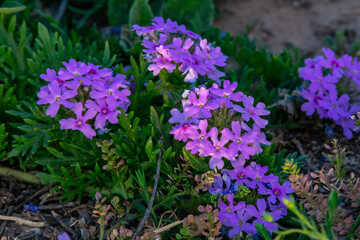 Obraz premium Pretty Purple Flowers