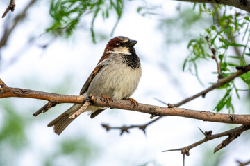 House Sparrow Perched on Branch