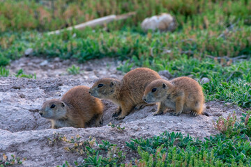 Three Baby Prairie Dogs on lookout