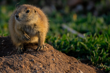 Prairie Dog looking out from mound