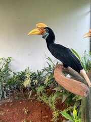 Magnificent hornbill perched on a branch, showcasing its striking yellow casque and vibrant plumage in a tropical setting.