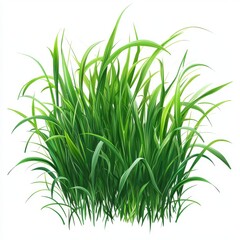 Fototapeta premium Green vector grass isolated on white background