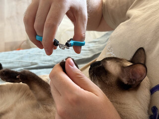 Cat having claws trimmed by owner. Pet care, responsibility, and domestic routine.