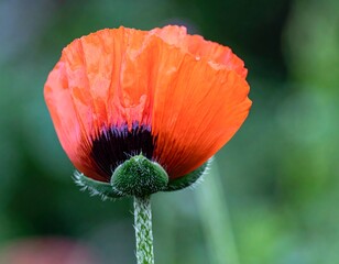 Close-up of a vibrant orange poppy, petals detailed