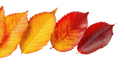 Autumn leaves in gradient colors from yellow to deep red, symbolizing seasonal change and natural beauty.