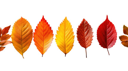 Fototapeta premium Autumn leaves in gradient colors from yellow to deep red, symbolizing seasonal change and natural beauty.