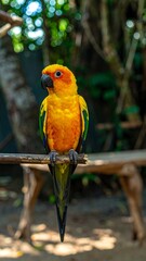 Vibrant orange and yellow parrot perched on a branch