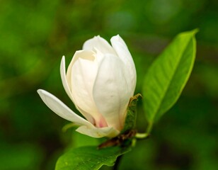 Close-up of a delicate white magnolia flower bud