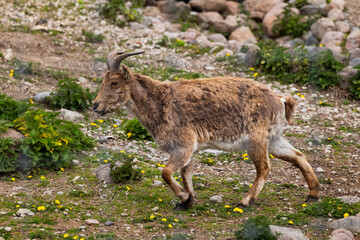 East Caucasian Tur Capra Cylindricornis