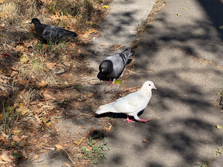 A white pigeon walks on dry autumn leaves in an outdoor environment with natural light. Wildlife, urban nature, seasonal landscape and ecological adaptation in everyday outdoor scene.