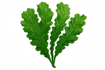 Green oak leaves displaying delicate veining and organic textures, positioned against transparent backdrop for versatile graphic design applications