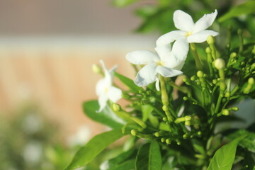 Close-up of delicate white pinwheel flowers blooming on a green bush, showcasing the serene beauty of nature with a soft bokeh background