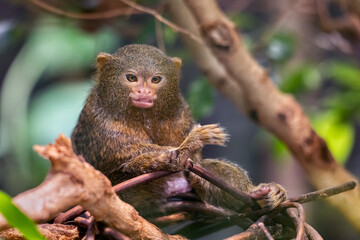 Pygmy Marmoset Cebuella Pygmaea