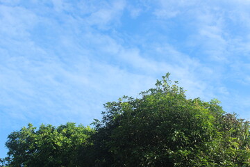 Obraz premium Tranquil view of verdant tree canopies against a beautiful bright blue sky with wispy white clouds, a peaceful nature background