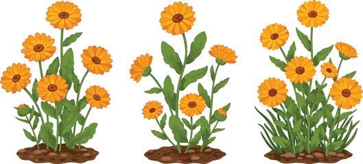 Calendula flower plant illustration set, blooming marigold in soil, hand-drawn botanical clipart, vibrant orange garden herbs artwork
