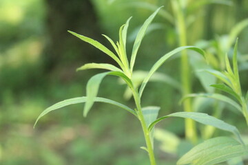 Delicate new leaves unfurling on a green herbaceous plant with a soft focus background in a serene garden