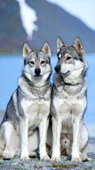 Fototapeta premium Two dogs sitting outdoors