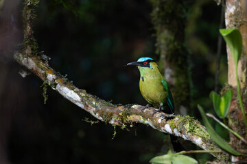 Andean Motmot on Mossy Branch
