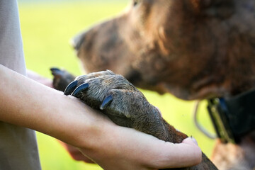 friendship between man and dog paw in hand against the background of nature