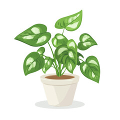 Flat 2D Silver Pothos illustration, vector graphic in icon style, on white background